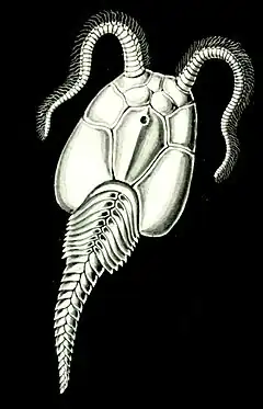Un homalozoaire par Haeckel (1904).