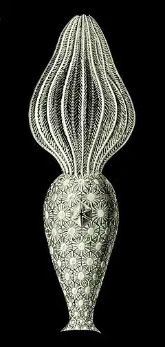 Une éocrinoïde par Ernst Haeckel (ibid).