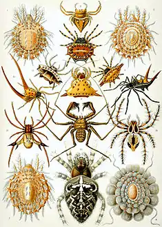 66. Arachnida