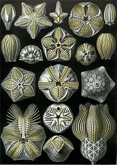 Les Blastoidea dessinés par Ernst Haeckel.