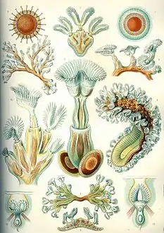 23. Bryozoa