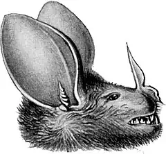 Description de l'image Haeckel_Chiroptera_Chrotopterus_auritus.jpg.