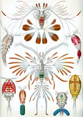 56. Copepoda