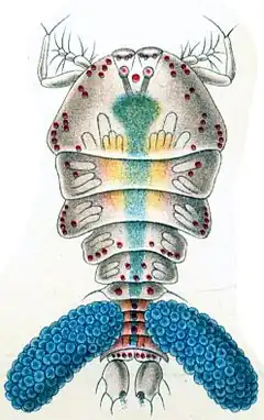 Description de l'image Haeckel Copepoda Sapphirina darwinii.jpg.