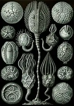 planche de cystoïdes dans les Kunstformen der Natur d'Ernst Haeckel (1909).