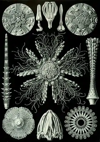 60. Echinoidea