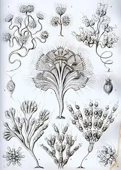 13. Flagellata