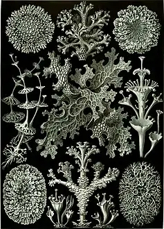Planche d'Ernst Haeckel représentant des lichens.