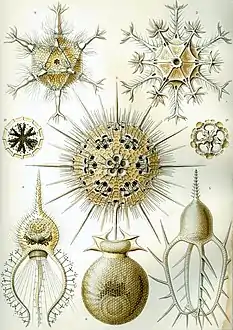 Clade des Phaeodaria, planche d'Haeckel extrait de Kunstformen der Natur (1904).