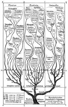 Arbre généalogique monophylétique des organismes selon Haeckel (1866).