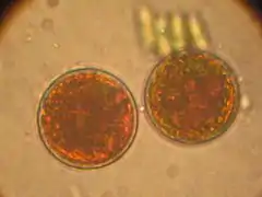 Haematococcus sp. (Chlorophyceae)