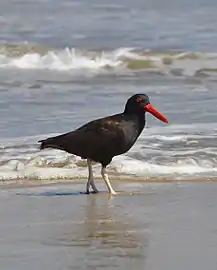 Huitrier noir (Haematopus ater)