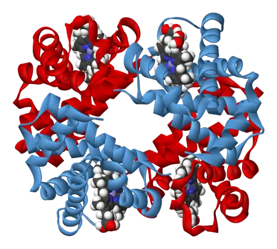 Représentation générique d'une molécule d'hémoglobine, montrant les quatre sous unités, identiques deux à deux, avec chacune une molécule d'hème insérée dans des cavités à l'intérieur des sous-unités.