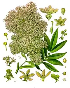 Description de l'image Hagenia_abyssinica_-_Köhler–s_Medizinal-Pflanzen-208.jpg.