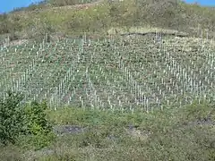 Les vignes du terril no 9.