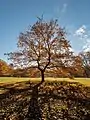 Un chêne dans un parc de Bamberg en Allemagne. Novembre 2018.