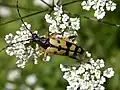 Rutpela maculata (Poda, 1761) ♀