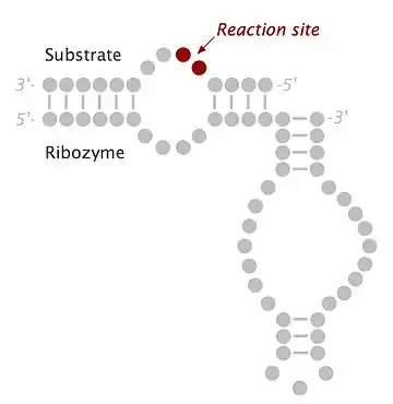 Structure secondaire d'un ribozyme en épingle à cheveux minimal (en bas) lié à son substrat (en haut). Les disques gris représentent les ribonucléotides et les tirets entre eux représentent les paires de bases canoniques (de type Watson-Crick).