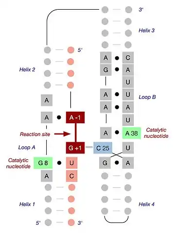 Structure tertiaire du ribozyme en épingle à cheveux montrant son repliement naturel. La séquence du ribozyme est représentée en gris et la séquence du substrat en rose. Le site de clivage et de jonction est représenté en bordeaux ; il est situé entre les nucléotides A-1 et G+1. Les séquences importantes des boucles A et B sont représentées, les points noirs indiquant les appariements non conventionnels (non Watson-Crick) entre nucléotides. Les deux nucléotides catalytiques sont représentés en vert, et le nucléotide critique C25, apparié au résidu G+1 au niveau du site actif, est représenté en bleu.