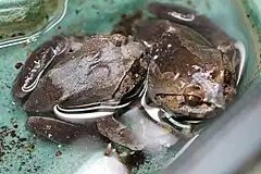 Description de l'image Hairy frog (Trichobatrachus robustus) 1.jpg.