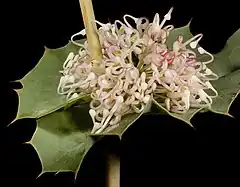 Description de l'image Hakea amplexicaulis - Flickr - Kevin Thiele.jpg.