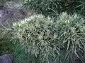 Hakea corymbosa Australie occidentale