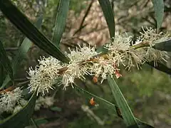 Description de l'image Hakea dactyloides 3.jpg.