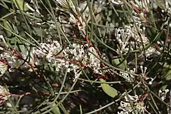 Description de l'image Hakea trifurcata-Two-leaf Hakea.JPG.