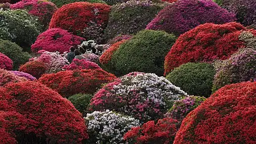 Rhododendrons dans un hotel à Hakone, Japon. Mai 2022.