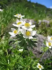 Anémone à fleurs de narcisse