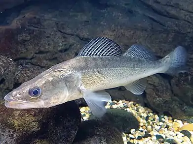 Le Sandre (Sander lucioperca) a été introduit en France à la fin du XIXe siècle, étant un carnassier réputé pour la pêche sportive.