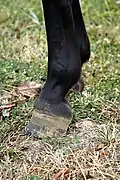 Pied rampin, la paroi est très verticale et les talons très hauts.