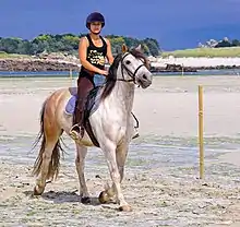Une cavalière sur son cheval gris marche au pas sur une plage.