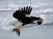 Photo couleur d'un rapace en plein vol.