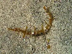 Description de l'image Halicampus macrorhynchus (Winged pipefish) top view.jpg.