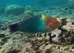 Mâle mature en phase terminale à La Réunion.