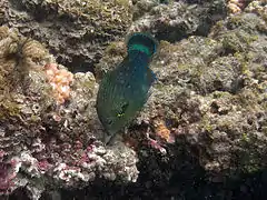 Un labre obscur (Halichoeres marginatus) en phase terminale