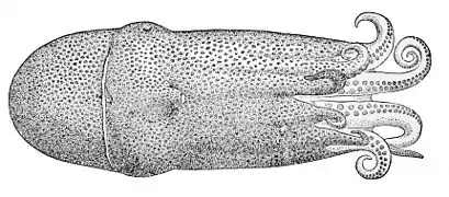 Haliphron atlanticus, le seul Alloposidae