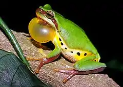 Description de l'image Hallowell's tree frog (Hyla hallowellii).jpg.