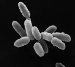 Archaea - Halobacteria.