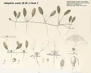 Halophila ovalis d'après Hemprich F.G. & Ehrenberbg C.G., 1900