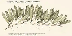 Halophila stipulacea d'après Hemprich F.G. & Ehrenberbg C.G., 1900