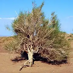 Description de cette image, également commentée ci-après