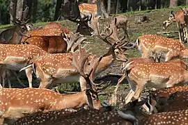 Le Daim européen (Dama dama), utilisé par les Romains comme source de viande ou comme animal d'agrément (en).