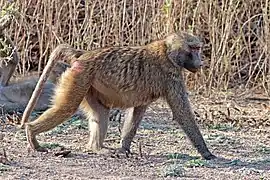 Babouin hamadryas femelle au parc national de l'Awash en décembre 2017.