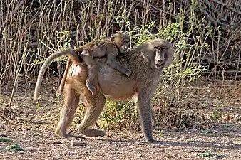 Babouin hamadryas(Papio hamadryas),Zone aride somalienne.