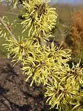 Fleurs d'Hamamelis × intermedia (H. japonica × H. mollis).