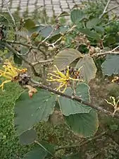 Hamamelis × intermedia 'Jelena' - seconde floraison en été.