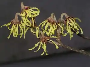 Fleurs d'Hamamelis sp. fanées, Menai Bridge (Pays de Galles).