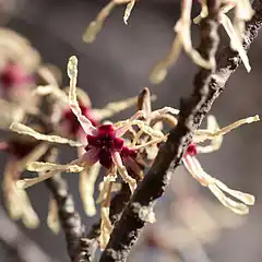 Description de l'image Hamamelis japonica - fleur.jpg.